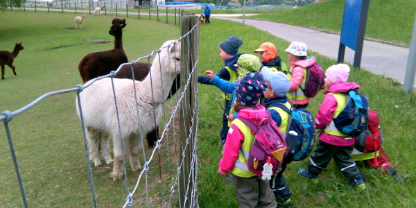Kinder besuchen Lamas